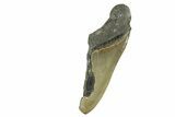 Bargain, Fossil Megalodon Tooth - Serrated Blade #376915-1